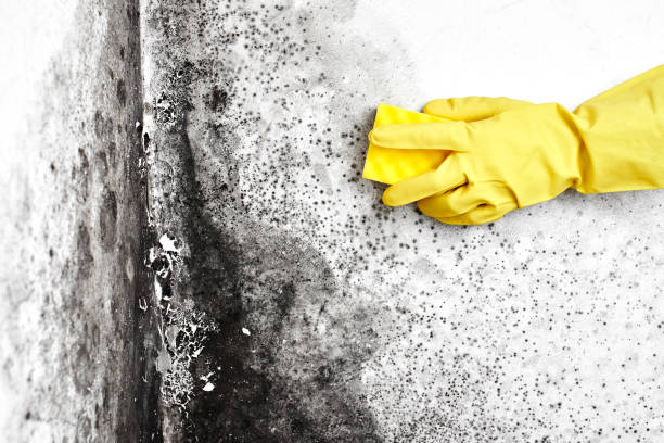 Best Fast Mold Removal  in Hastings, PA