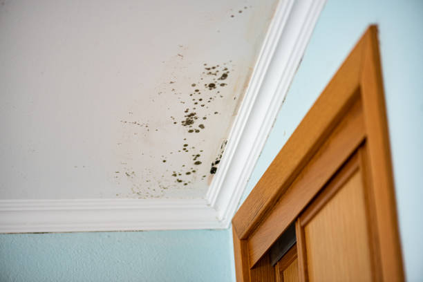 Best Black Mold Removal  in Hastings, PA