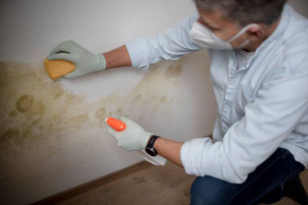 Best Mold Damage Repair  in Hastings, PA