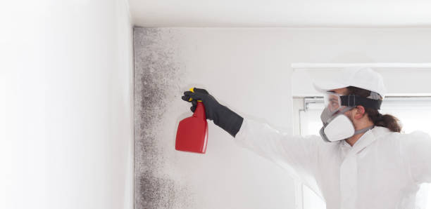 Best Mold Removal Process  in Hastings, PA