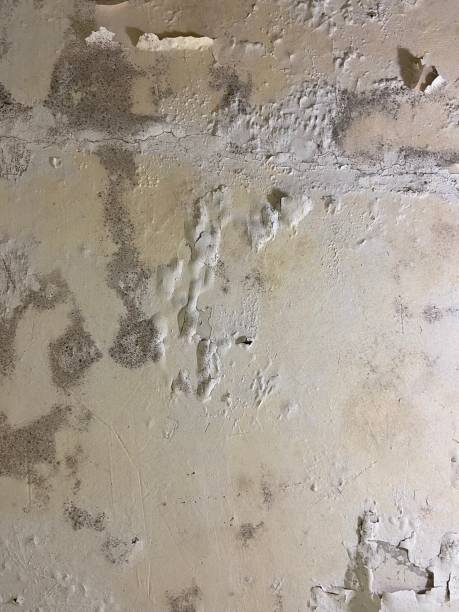 Best Professional Mold Removal  in Hastings, PA