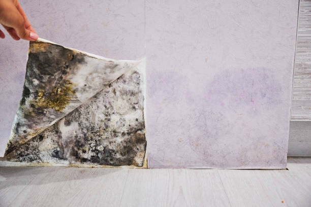 Mold Testing and Removal in Hastings, PA